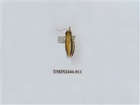 藏品(雙帶長苔蛾)的圖片